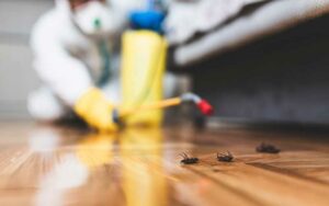 Désinsectisation à Casablanca